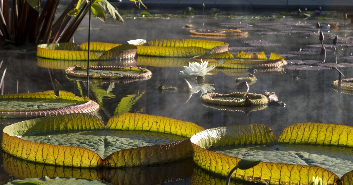 Victoria: The Seductress | Longwood Gardens